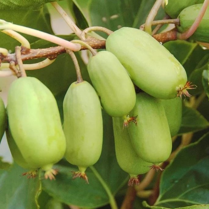 Актинидия аргута Золотая коса v2 Lav 