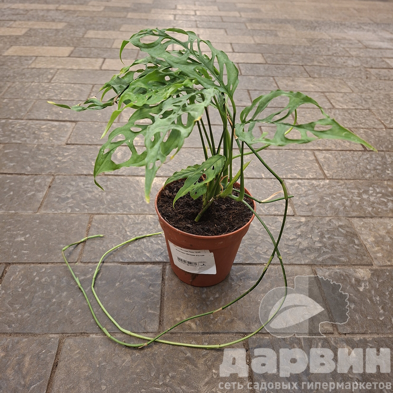 Монстера Обликва d12 h30 