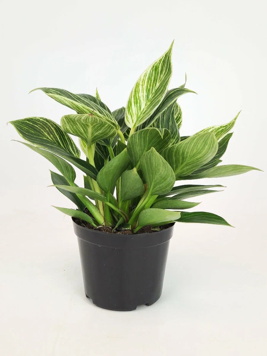 Филодендрон Биркин d10 ЯР 