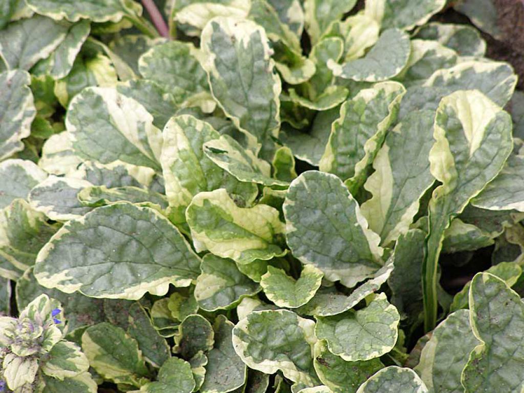 Живучка Вариегата d10 Lav 