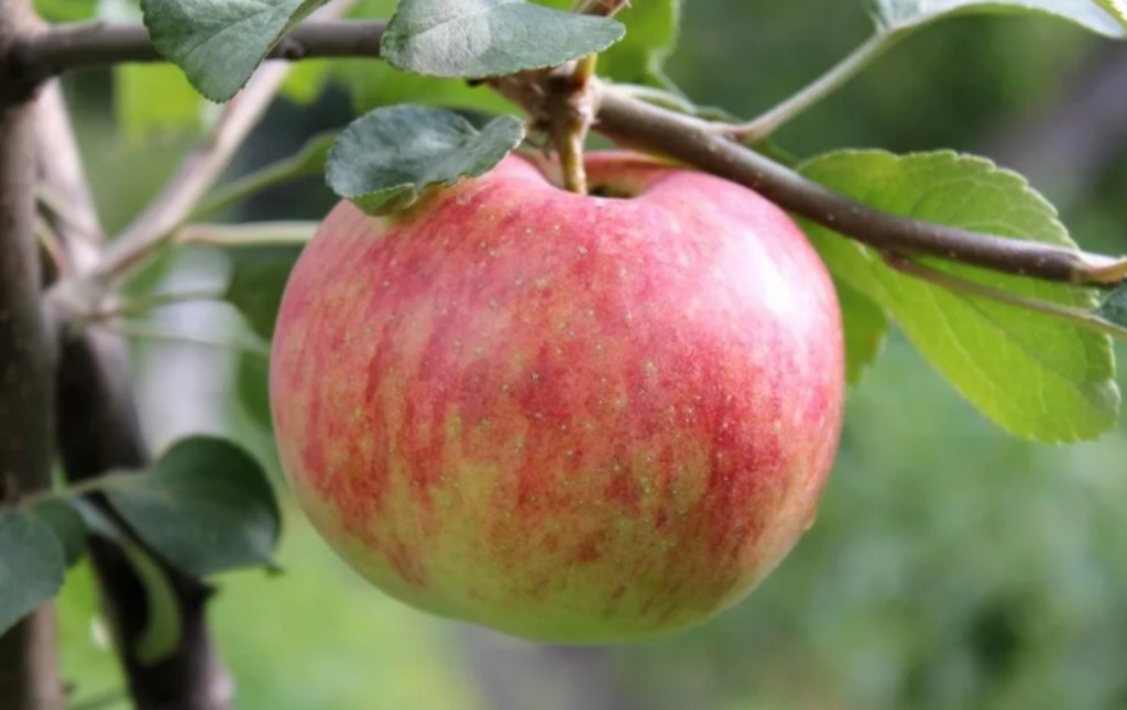 Яблоня Коричное полосатое v5 100-140 Lav 