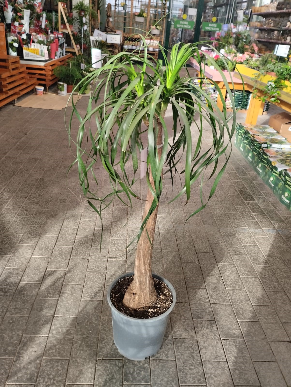 Нолина штамбовая d27 h100 