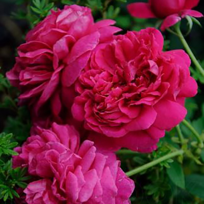 Роза английская Томас а Бекет v6 Tim 