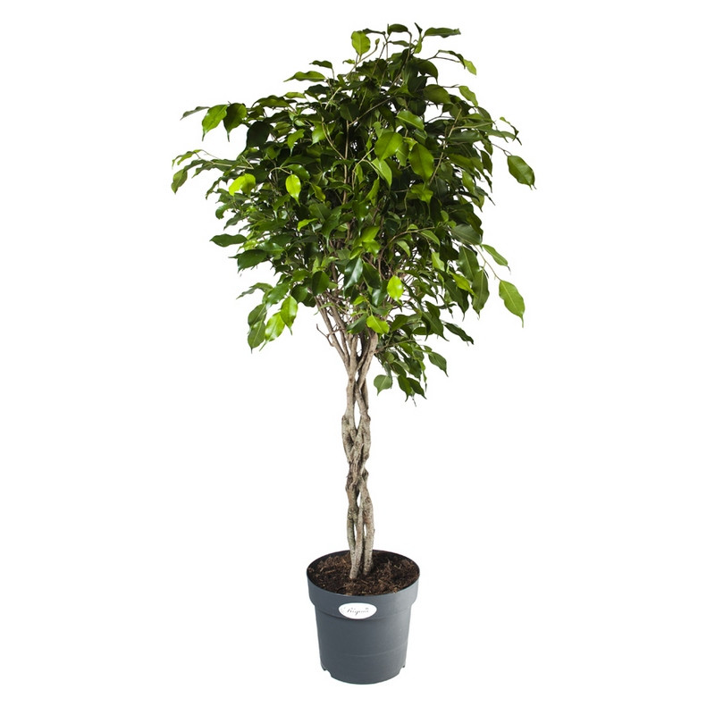 Фикус бенджамина Экзотика переплетенный d27 h140 