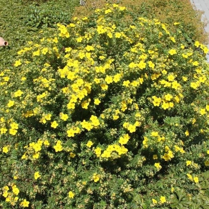 Лапчатка кустарниковая Соммерфлор v7,5 20-25 YP 