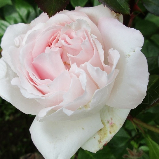 Роза флорибунда Констанц Моцарт 5л Dem 