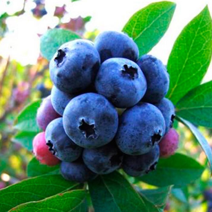 Голубика Блюкроп v2 Lav 