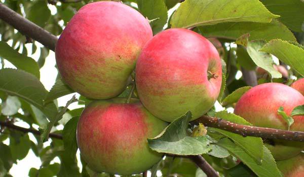 Яблоня Бабушкино v5 100-140 Lav 