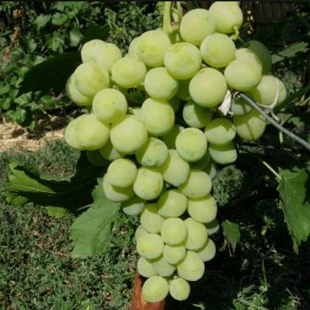 Лора Виноград