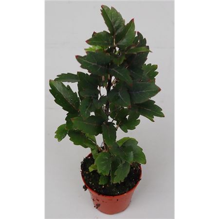 Дизиготека Гемини d5 h15 