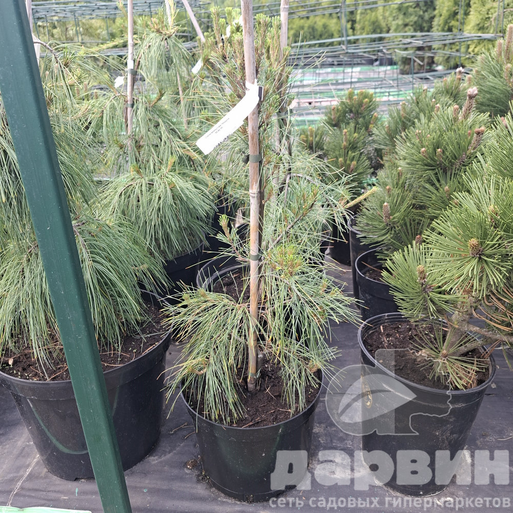 Сосна веймутова Пендула 50-60 Mt 