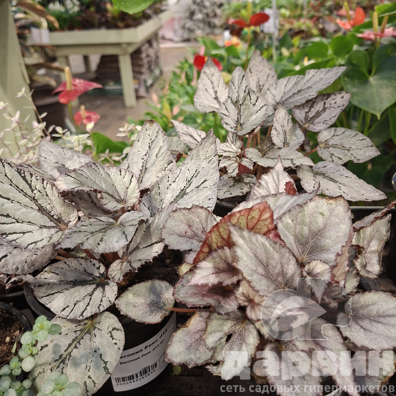 Бегония Рекс d12 ХР 