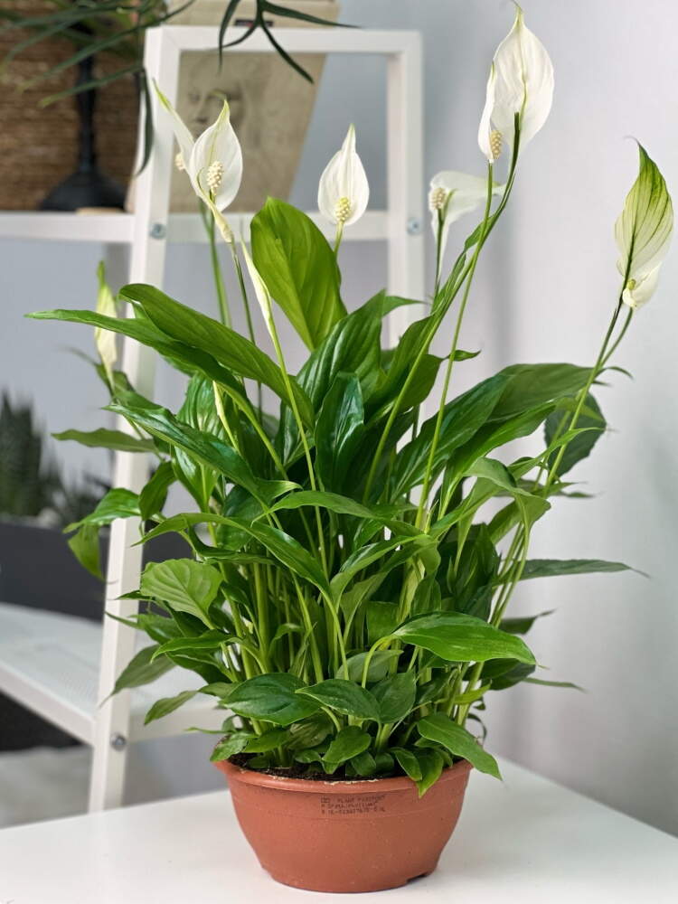 Спатифиллум в плошке d17 