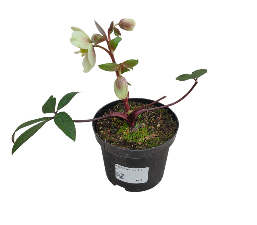 Морозник Гесс d15 ХР 