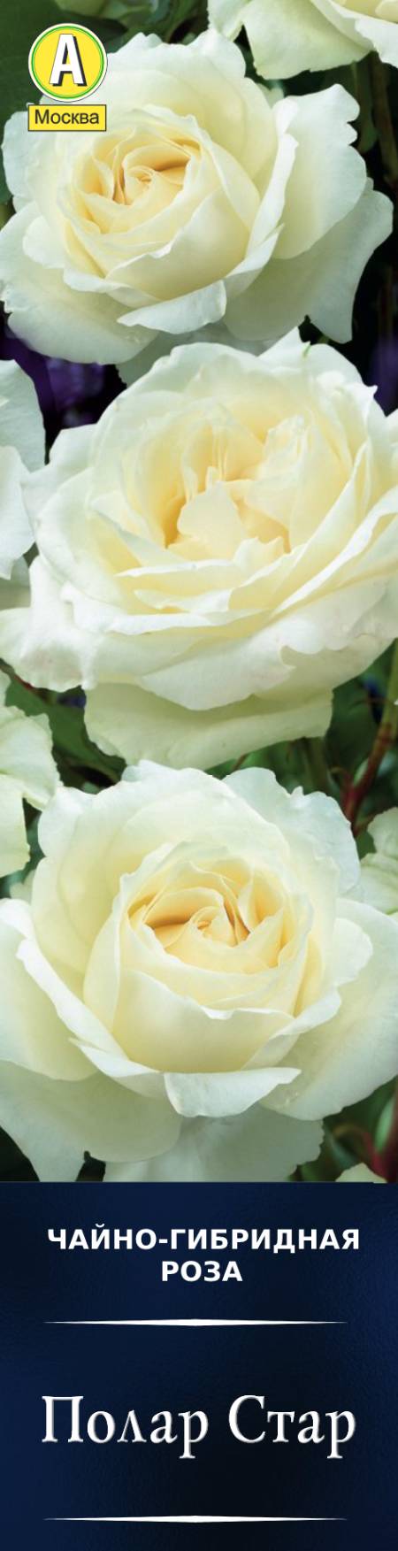 Роза чайно-гибридная Полар Стар в коробке Аэлита 
