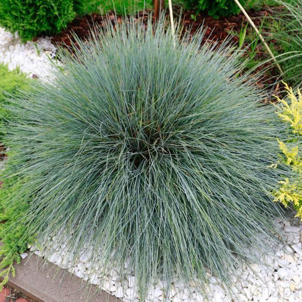 Овсяница Азурит р11 Sw 