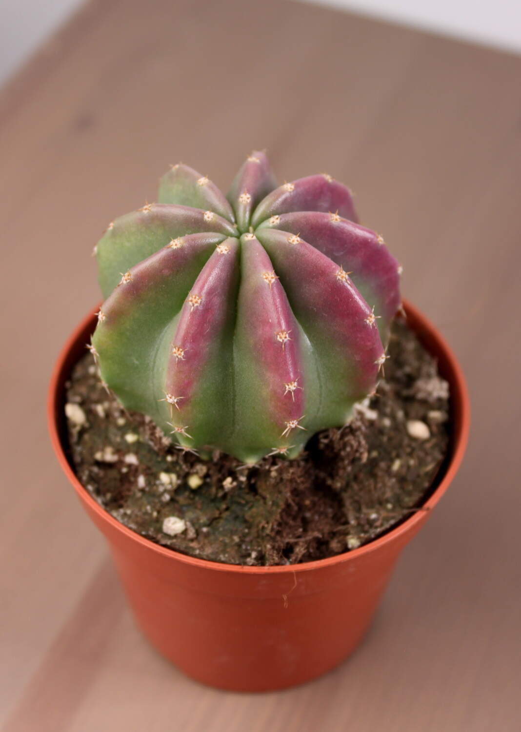 Эхиноцереус Инермис d8 h20 