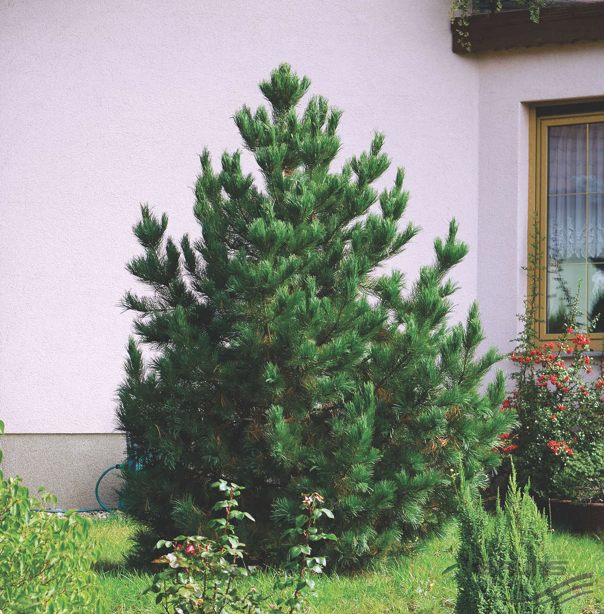 Сосна румелийская Македониен v3-5 