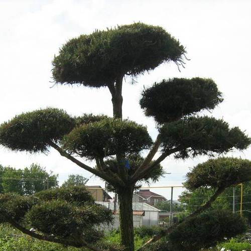 Сосна черная 40-60 C7,5 