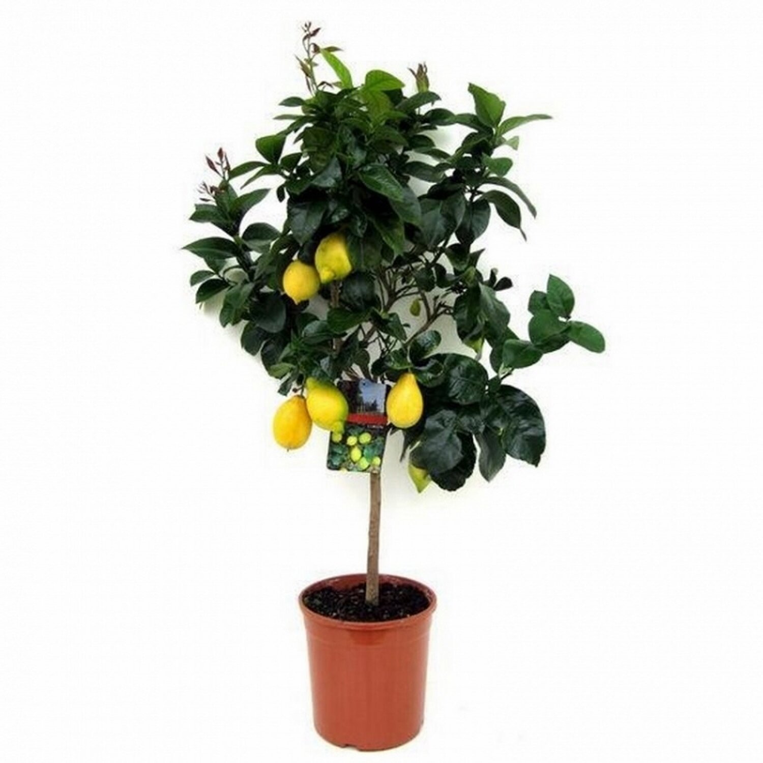 лимонное дерево фото в домашних
