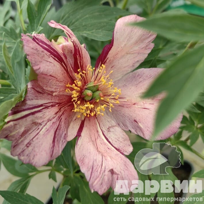 Пион Ито-гибрид Андерсонс Калейдоскоп v5 Tim 