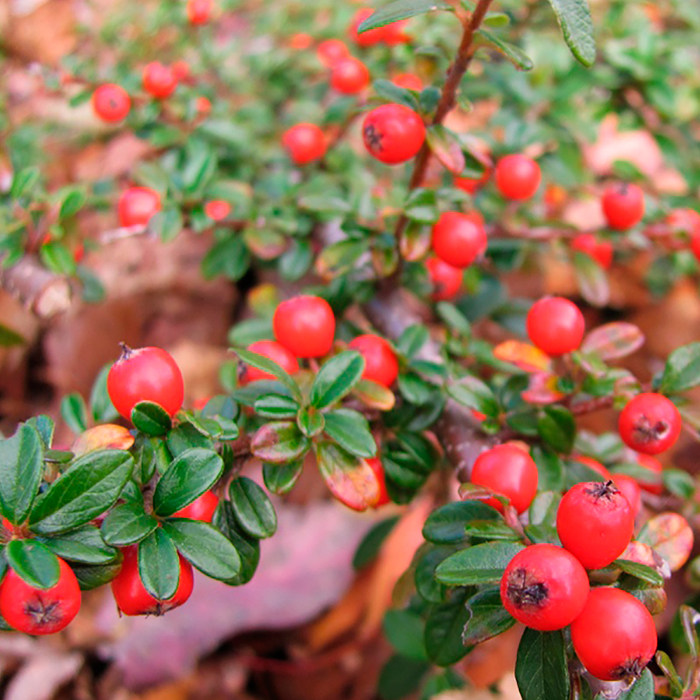 Кизильник даммера Эшхолс c5 Tim 