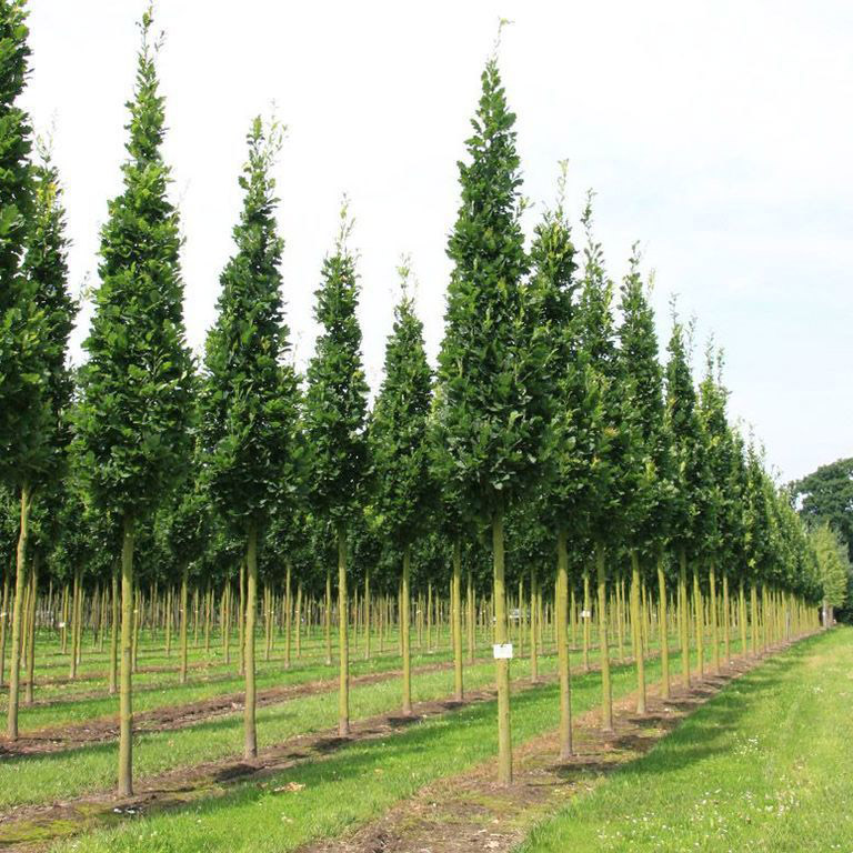 Дуб черешчатый Фастигиата Хупси v3 40-60 