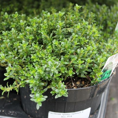 Пряные травы d12 bix 