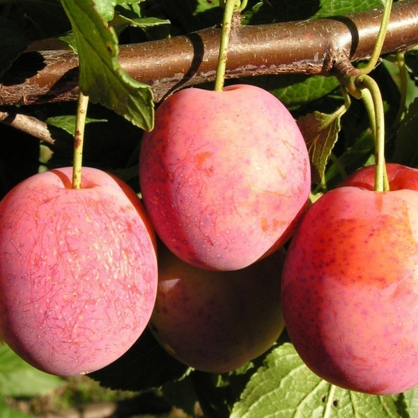 Слива Болховчанка v7 100-140 Tim 