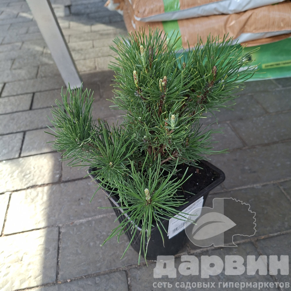 Сосна горная Пумилио в2 лав (2) ватермарка