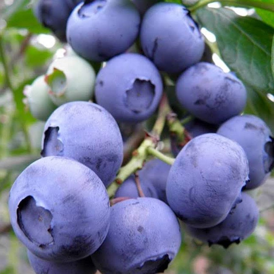 Голубика высокорослая Денис Блю С2 Н20-40 ЦО 