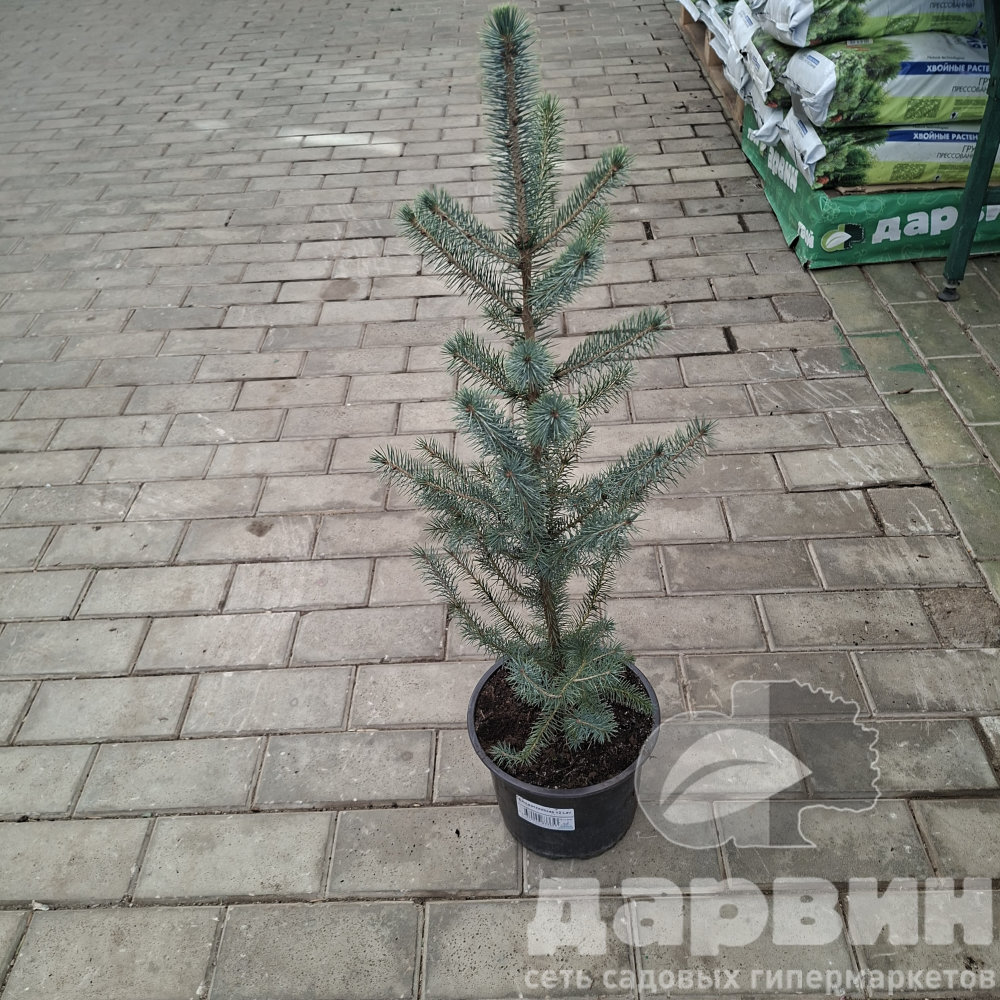 Ель ситхинская v2 Lav 