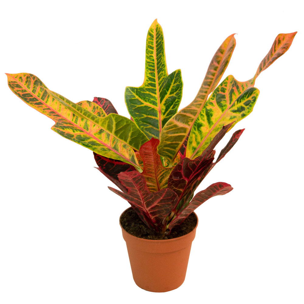 Кодиеум Экселент d12 