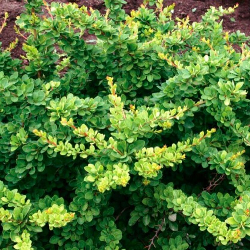 Барбарис тунберга Грин Орнамент v5 Lav 