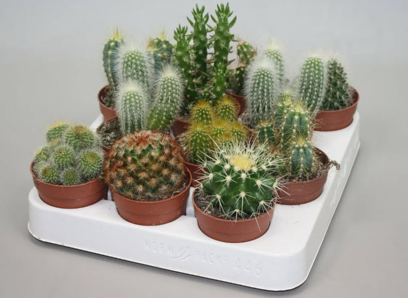 Кактус мексико микс d8 h8 