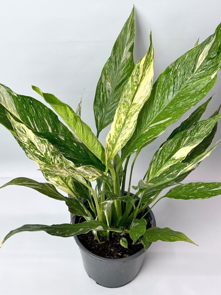 Спатифиллум Даймонд Вариегата d17 h60 