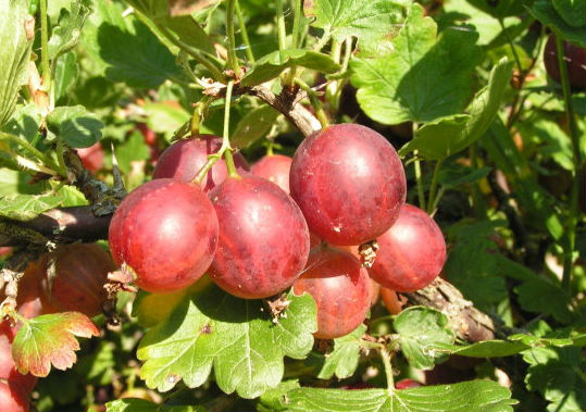 Крыжовник Раволт красн v5 Tim 