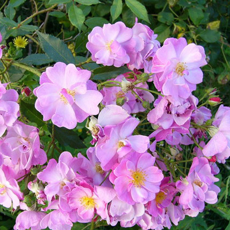 Роза кустовая Лавендер Дрим v7 Tim 