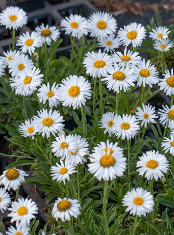 Корневище Астра альпийская Альба 1шт. Поиск 