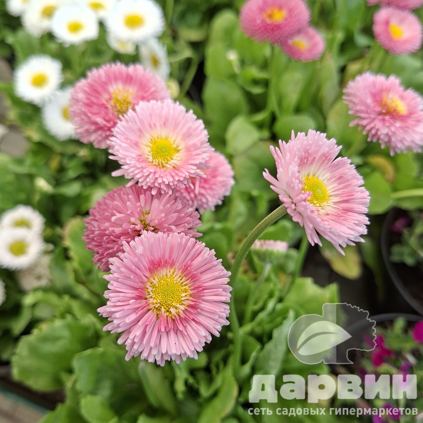 Маргаритка v1,5 Push 