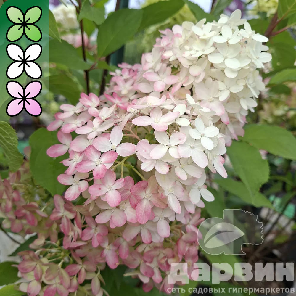 Гортензия метельчатая Литтл Фреско C10, 20-30 YP 