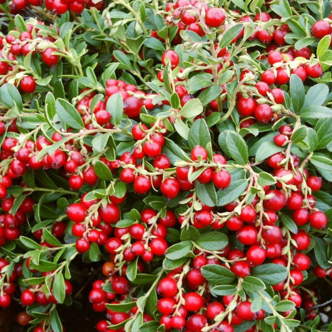 ОсновноеИзображение