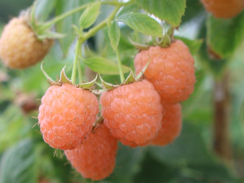 Малина Дабл Голд желтая в коробке, Tim по цене  Малина Дабл Голд желтая в коробке, Tim