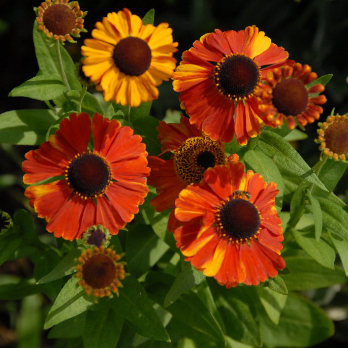 Гелениум Сахинс Эрли Флоуверед Tim 