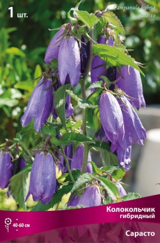 Кореневище Колокольчик гибридный Сарасто 1шт Поиск 