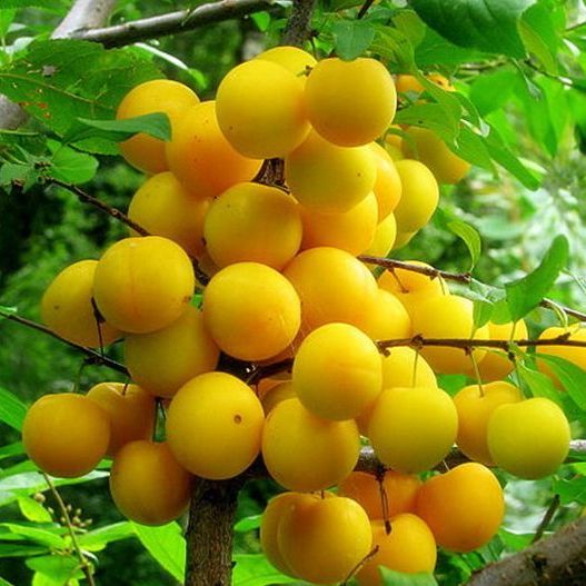 Алыча Царская v7 100-140 Tim 