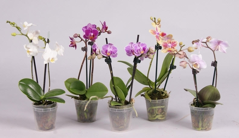 Фаленопсис 2 вет мини микс d7 h20 