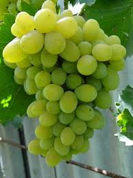 Виноград плодовый Смарагд зеленый v5Tim 