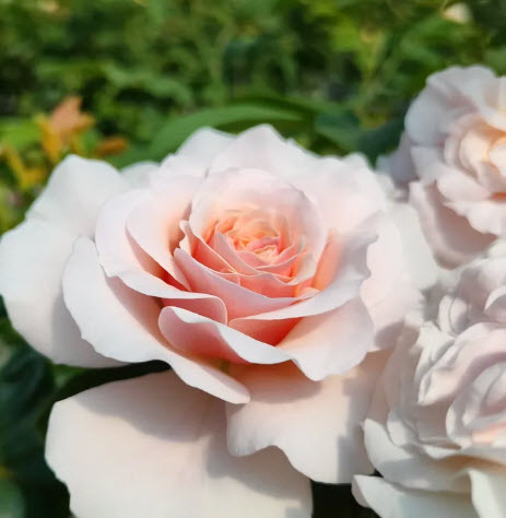 Роза парковая Марлен Чарелл в коробке ЦО 