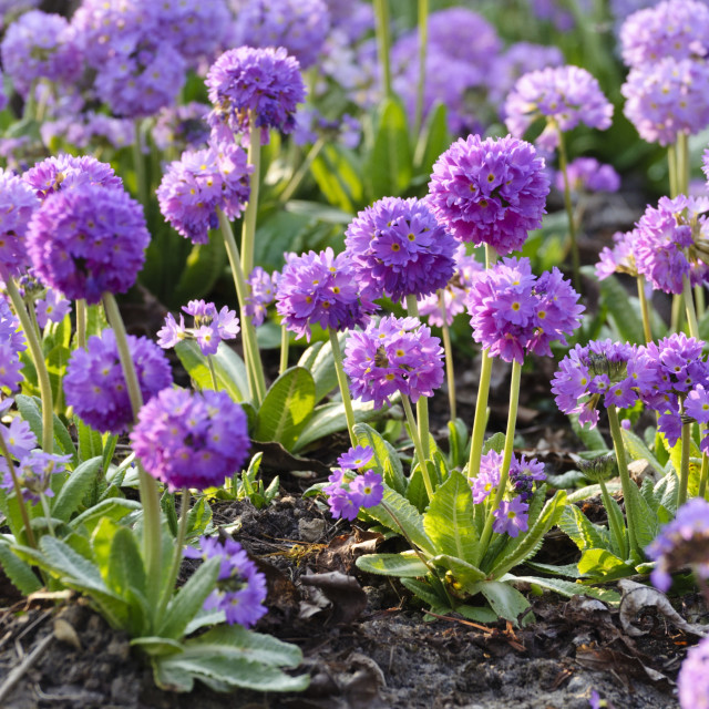 Примула мелкозубчатая v2 Lav 